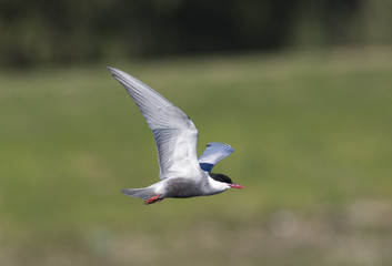 Whiskered Tern flying