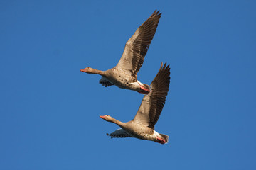 a pair of Greylag Goose in flight against the blue sky