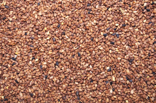 Tan Sesame Seeds