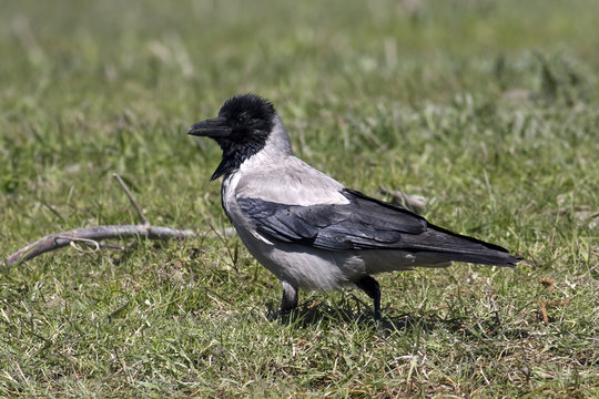hooded crow ( Corvus corone cornix ) walking on the grass