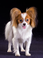 Dog of breed papillon