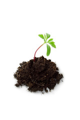 Young plant isolated on white.