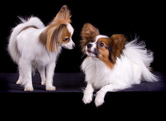Two papillons