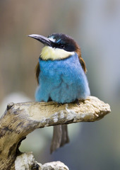 common bee-eater