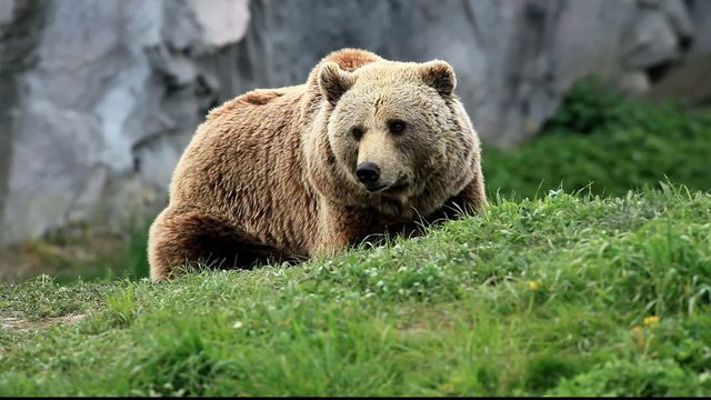 kodiakb&auml;r