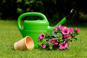 Blumen umpflanzen