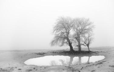 The lake in the fog