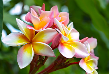 frangipani