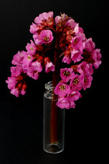 Wiesenblume