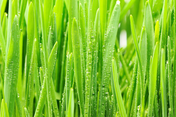 Fototapeta na wymiar Water drops on grass