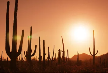 Papier Peint photo autocollant Parc naturel Cactus