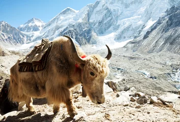Abwaschbare Fototapete Nepal Yak in den Bergen