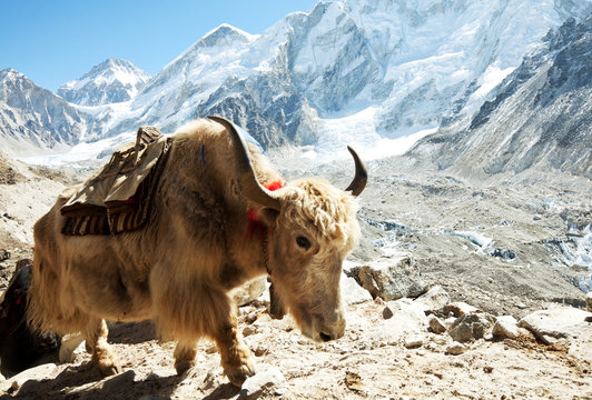 Yak in mountains