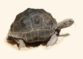 Tortue des Seychelles