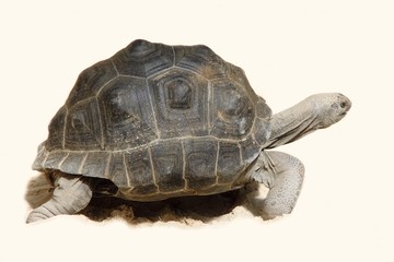 Obraz premium Tortue détourée