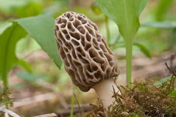 Speisemorchel © ixvor