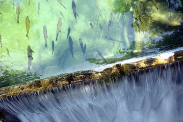 Fotobehang Fish and waterfall © Trombax