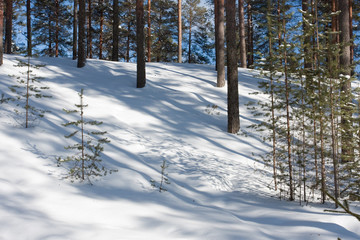 Winter forest