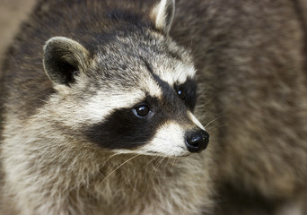 Close-up  view of a Raccoon face.