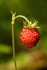 wild strawberry