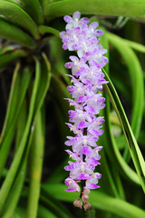 Purple Rhynchostylis gigantea
