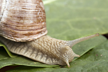 Nahaufnahme einer Weinbergschnecke