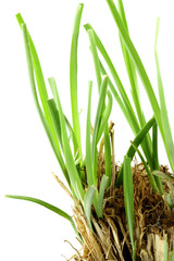 nouvelles pousses de vétiver sur touffe ancienne, fond blanc