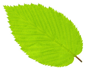 Fresh green leaf isolated on white