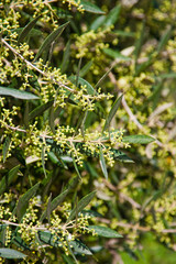 Olive tree in bloom