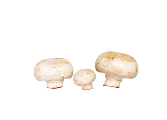 Family mushrooms on a white background