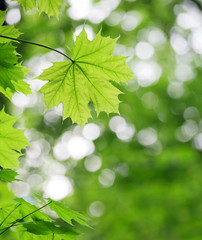 Fototapeta na wymiar Background from green leaves