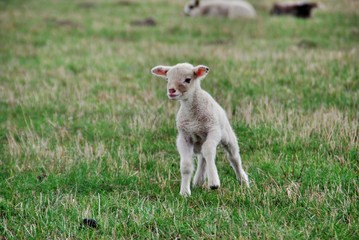 Obraz premium schadf