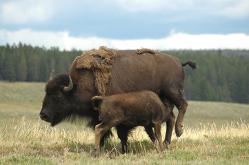 Bison N°2