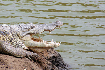 Crocodile with mouth open