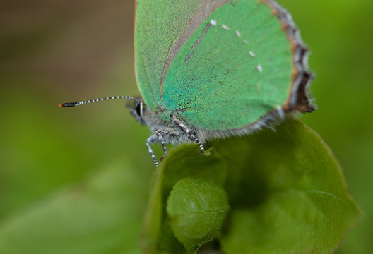 Detail eines kleinen Schmetterlings
