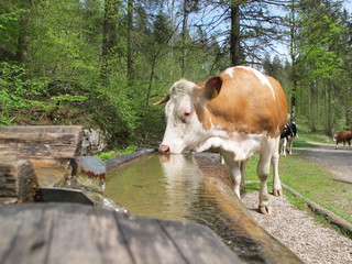 durstige kuh