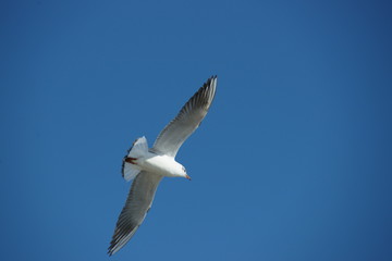 Fototapeta premium mouette déployée