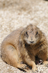 プレーリードッグ