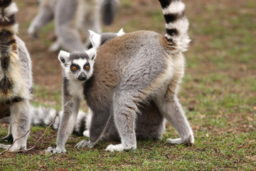 Ring-tailed lemur