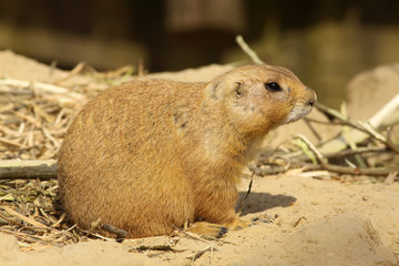 Prairie dog