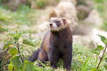 European Polecat