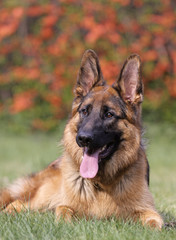 Deutscher Schäferhund