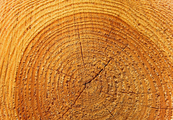 Naklejka premium Baumscheibe