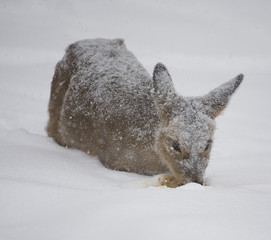 Obraz premium stranded deer