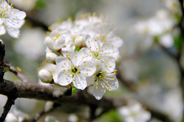 Pflaumenbaumbluete - plum blossom 71