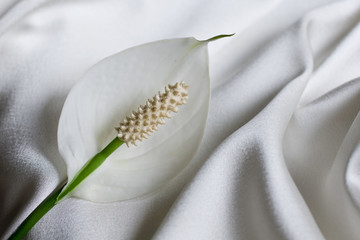 Beautiful white flower Spathiphyllum on a silk background
