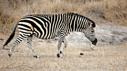 Fototapeta na wymiar Zebra, Sabi Sands, Kruger National Park