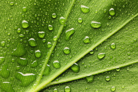 Water drops on leaf