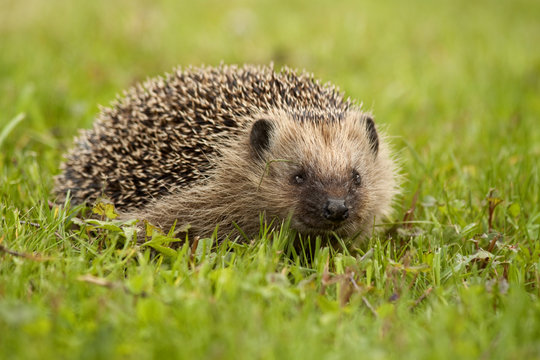 Igel - Braunbrustigel