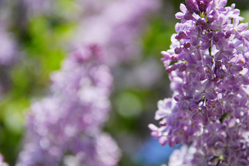 Fototapeta na wymiar beautiful lilac flowers